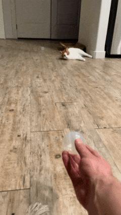 Cat catches ball