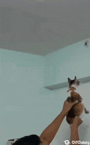 Cat catches spider
