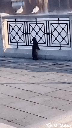 Cat and seagull