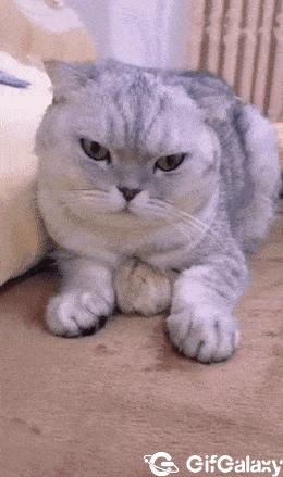 Cat and hamster