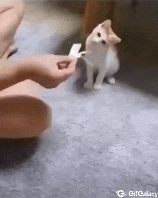 Cat and magician