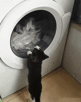 Cat and washing machine