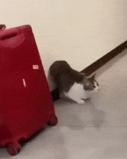 Cat and preparation for attack