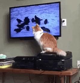 Cat and birds on TV