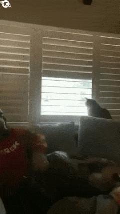 Cat and blinds