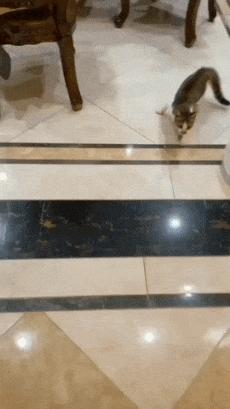 Cat and jump from fence
