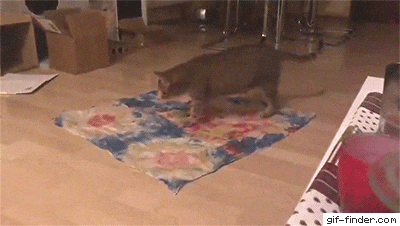 Cat and carpet