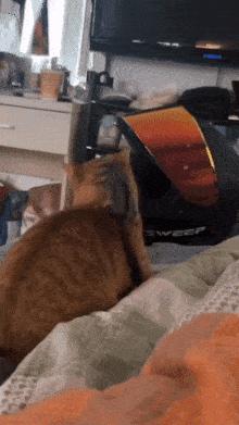 Cat and squirrel behind the neck