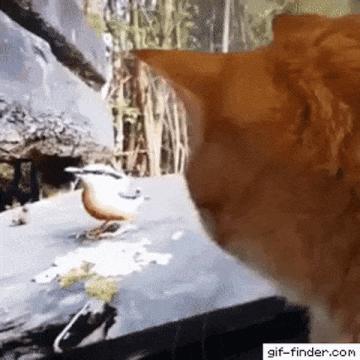 Cat and sparrow on tv