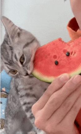 Cat eating watermelon