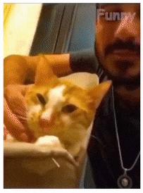 Cat dont like kisses