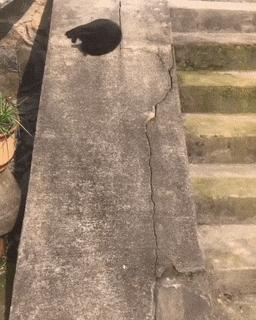 Cat on wall