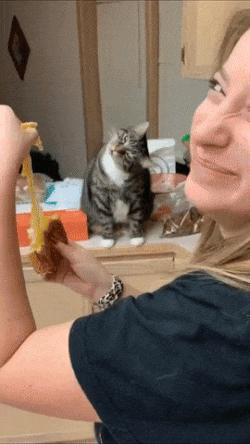 Cat obsessed with stretching cheese