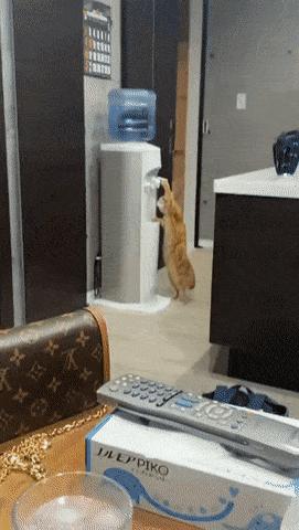 Cat drinks water