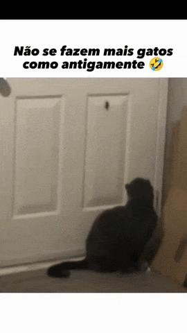 Cat and cockroach bug