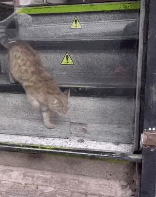 Amazing cat and hole