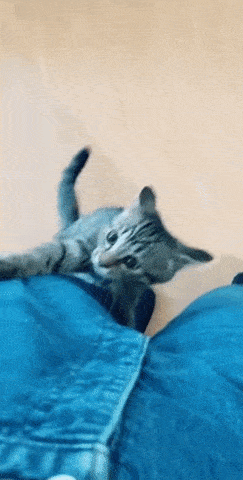 Cat and climbing with pants