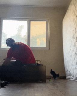 Cat knocks over mattress