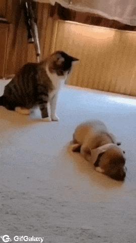 Cat hits puppy