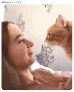 Cat and head movements