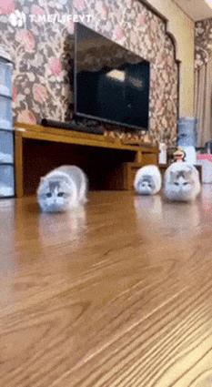 Cats lurk on floor