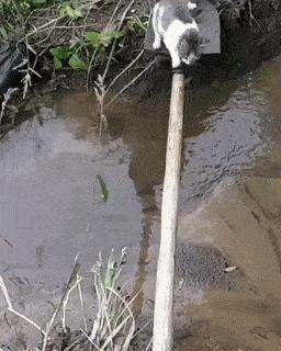 Cats cross water
