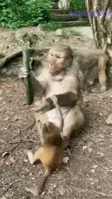 Mother monkey and boring baby monkey