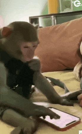 Monkey surfing on phone