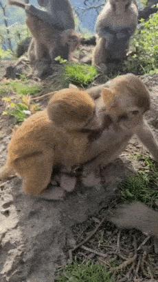 Monkey wants kiss