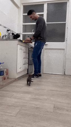 Little cat climbs up leg