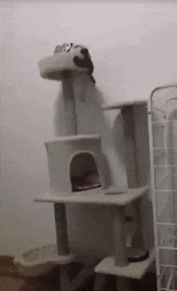 Drunk cat and cat house
