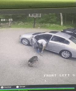Guy throws stick at dog