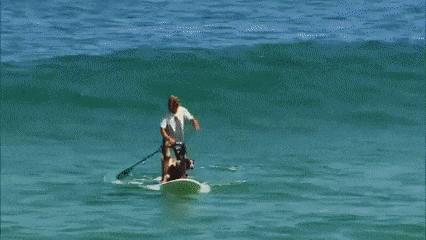 Man and dogs are surfing
