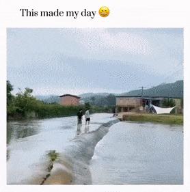 Clumsy dog falls into the water