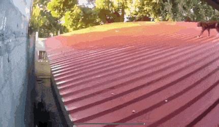 Ninja cat on roof