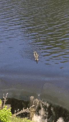 Ducklings and danger of waterfalls