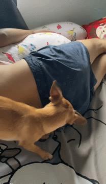 Dog wake up the guy