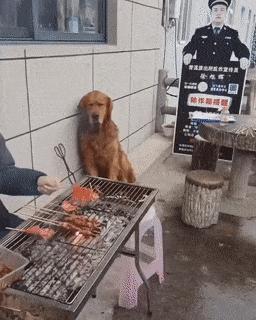 Dog looks at grill
