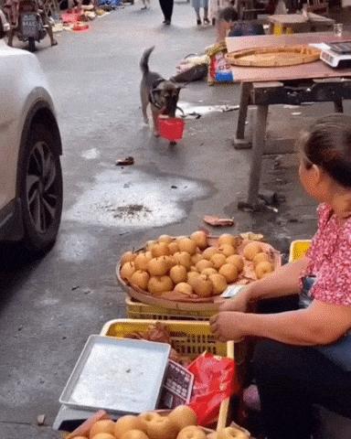 Dog buys pears and apples