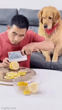 Dog and lemon