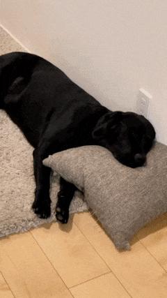Dog and opening refrigerator