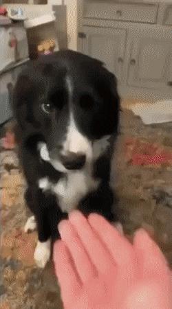Dog and hand