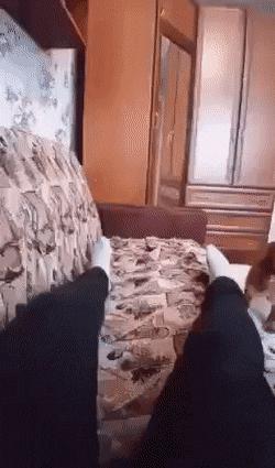 Dog and back flip in bed