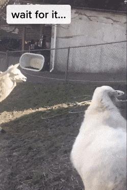 Dog rides llama