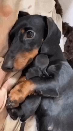 Dachshund dog and puppy