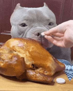 Dog eats chicken and pill