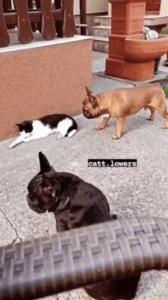 Dog barks at cat