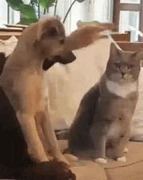 Dog petting cat
