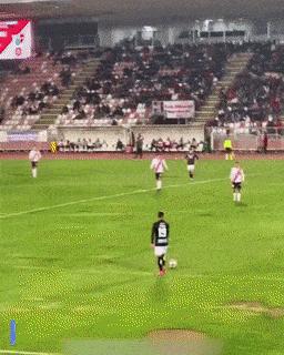 Dog at football match