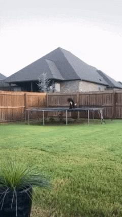 Dog on trampoline